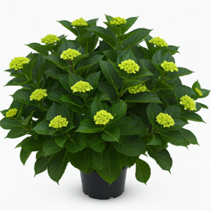 Hydrangea Health