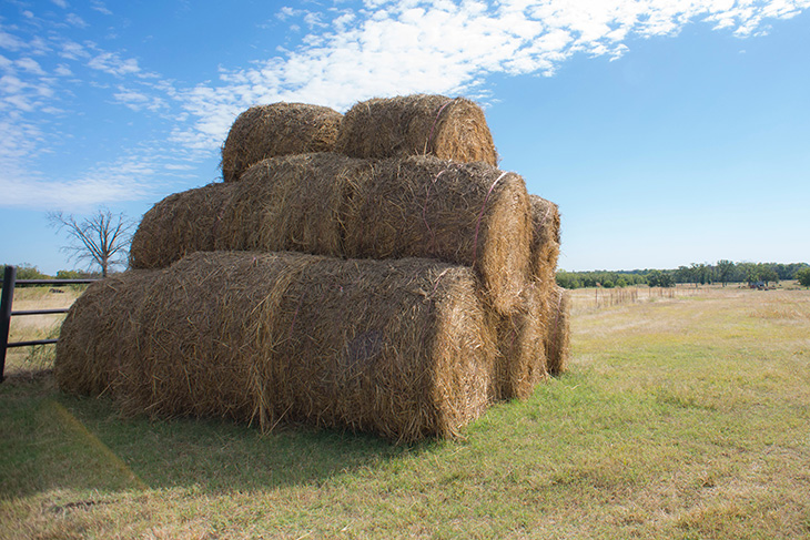 What is the difference between hay and straw?