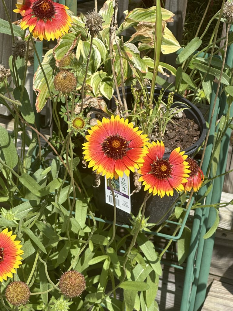 Perennials of Michigan – Yearly Beauty