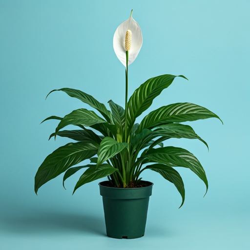 Peace Lily Care